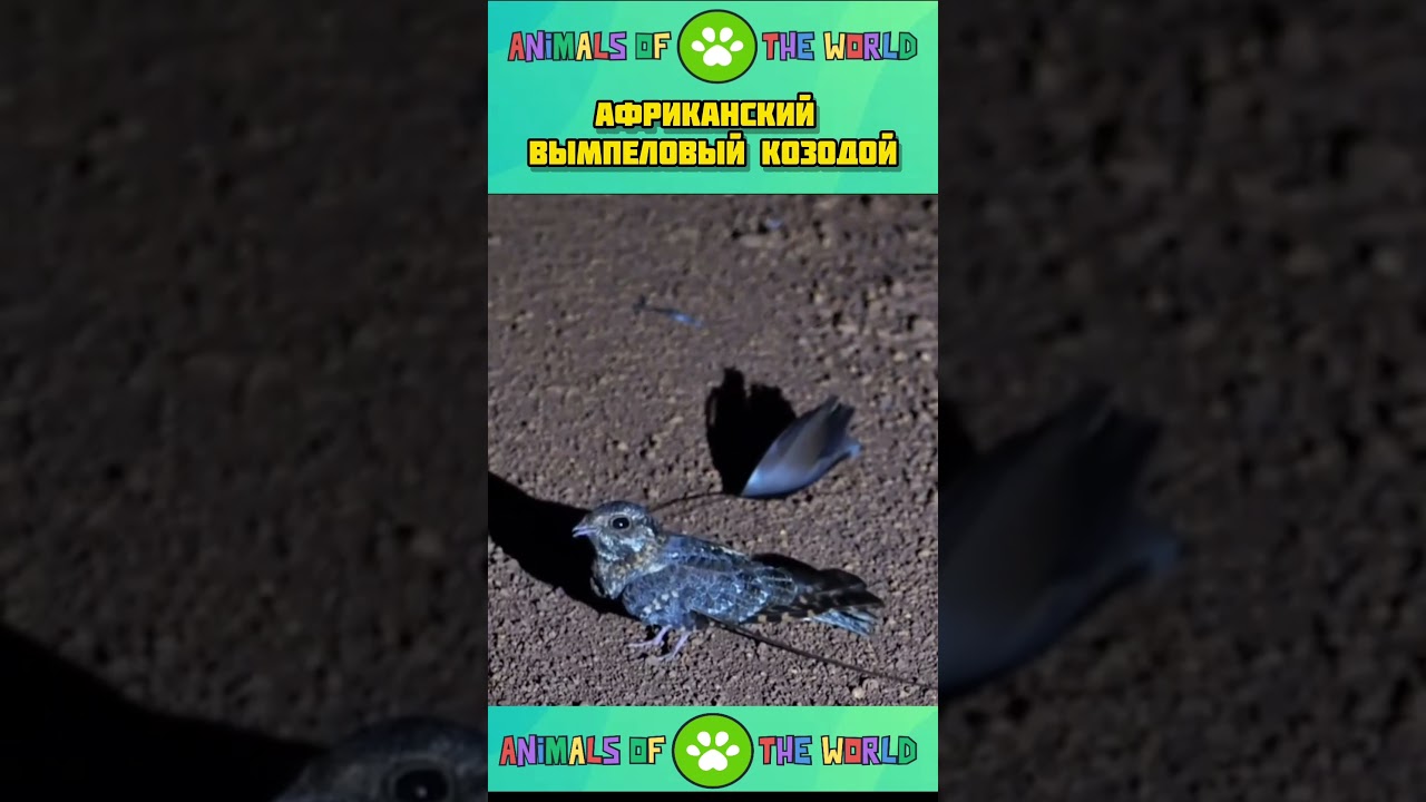 Caprimulgus longipennis: загадочная «невидимая» птица. 