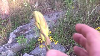Wild edible - yucca plant Wild edible - yucca plant
