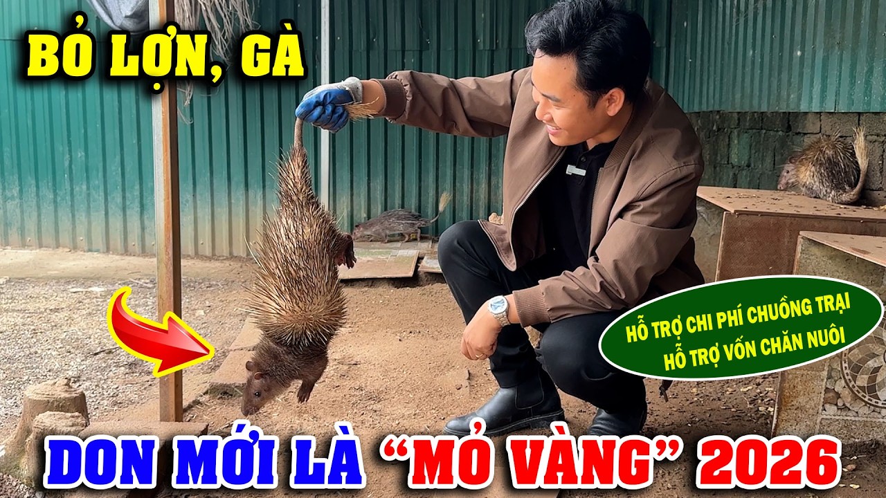 BỎ LỢN GÀ – NUÔI DON THẢ VƯỜN MỚI LÀ “MỎ VÀNG” 2026! | CHĂN NUÔI VIỆT