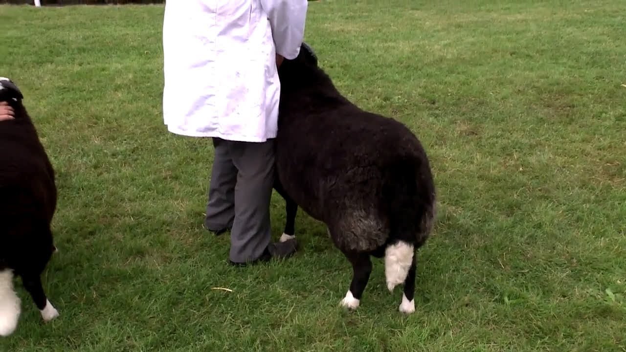 Pencampwriaeth gwrywaidd Balwen | Balwen sheep male championship