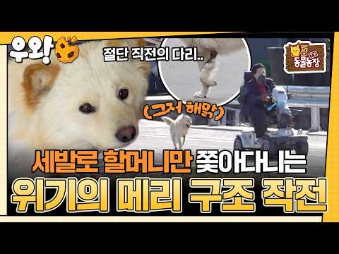 [🥐‍️#<strong>우왕</strong>] 1년을 떠돌다 사라진 아이.. 다리가 다친 채로 다시 나타났다? 주인도 아닌 할머니만 쫓아다니는 '메리'의 사연은? #TV동물농장 #우와한비디오 #우와비