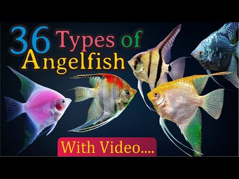 Video: Er angelfish community fisk?