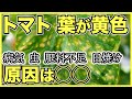 【家庭菜園の害虫】トマトやミニトマトの葉が黄色い理由は?病気か虫?肥料不足や日焼け?【問題の対策を考える前に原因を特定しよう】