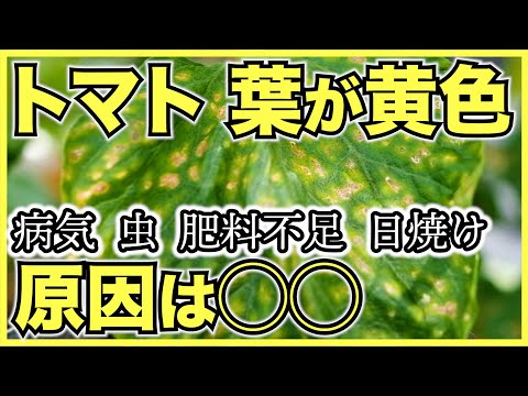 【家庭菜園の害虫】トマトやミニトマトの葉が黄色い理由は？病気か虫？肥料不足や日焼け？【問題の対策を考える前に原因を特定しよう】