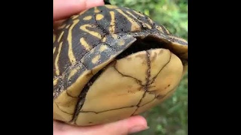 Turtle comes out of it