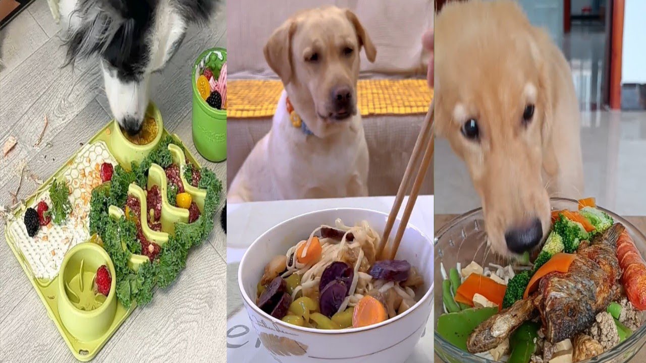 Dogs Enjoy Gourmet Meals | Healthy Homemade Dog Food Ideas