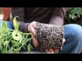 Grow Cannabis – Transplanting Lucid Dream into a SmartPot – by Jorge Cervantes