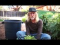 Grow Cannabis – Transplanting Lucid Dream into a SmartPot – by Jorge Cervantes