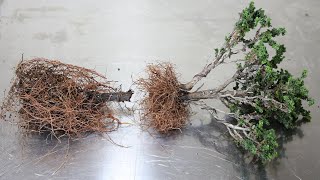 取り木で作る盆栽　小品石化檜