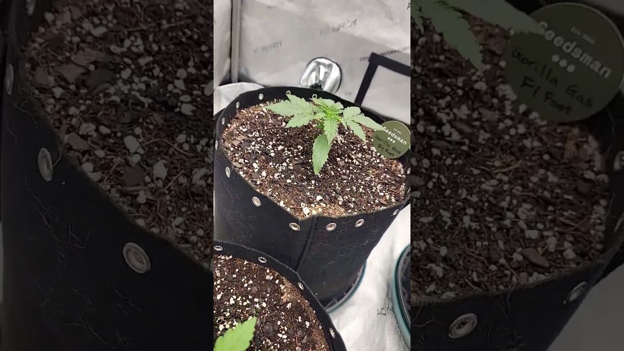 Seedsman 420 Grow Off!!! 3 Gorilla Gas F1 Fast Feminized and 1 Blueberry Pie F1 Fast Feminized.