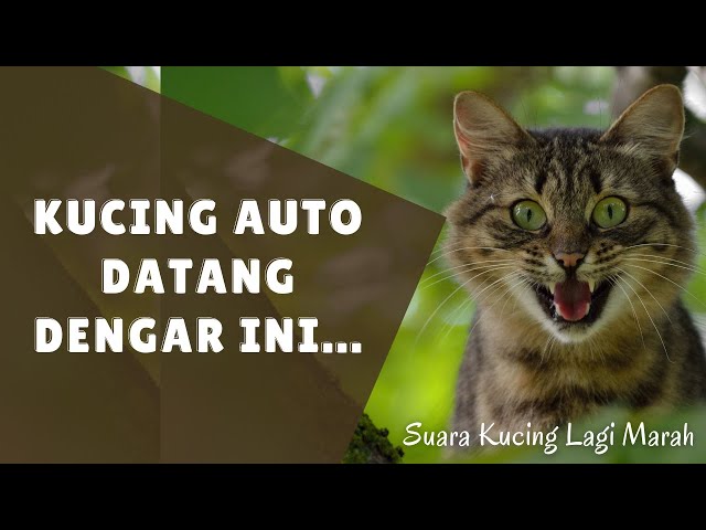 Kucing Auto Datang Dengar Ini.... | Suara Kucing Lagi Marah class=