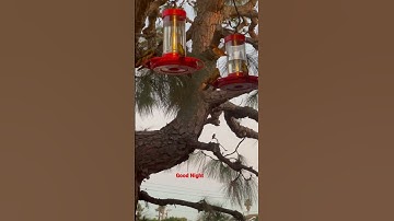 Unbelievable! This Hummingbird