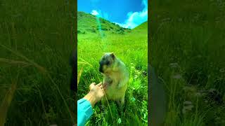 Marmots are adorable and lovely wild animals 64 marmot animals nature animal wildanimals
