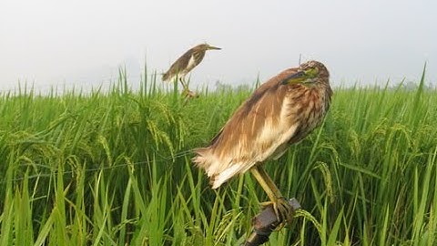 Theo chân cao thủ bẫy cò? anh em thợ mới chơi tham khảo