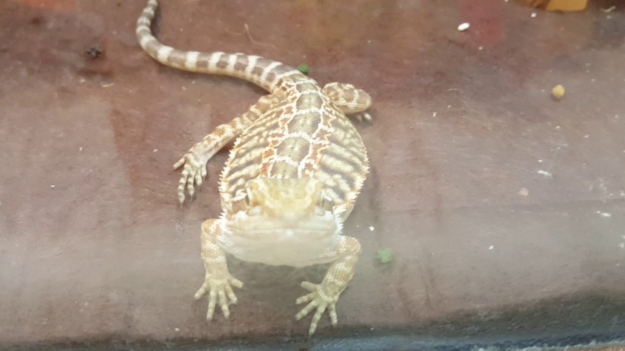 cute lizard at petco YouTube