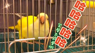 學人笑!撇著笑!勉強笑!狂笑!你喜歡哪一種?和尚鸚鵡任信笑聲!The laughter is so cute!Various laughter of Rinshin the monk parrot !