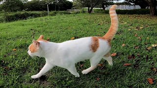 公園のよく喋る野良猫ちゃん、モフモフしても物足りないようだったのでいつものベンチに連れて行ってナデナデした