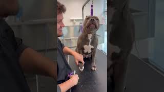 This Pitbull Deserves an Oscar for His Reaction to Getting His Nails Trimmed