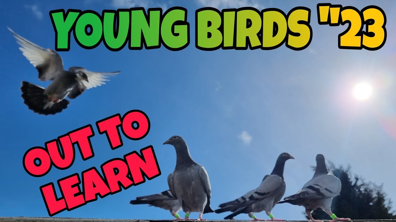 YOUNG RACING PIGEONS ARE OUT TO LEARN AND DEVELOP THEIR NATURAL SKILLSPIGEON RACING UK YouTube
