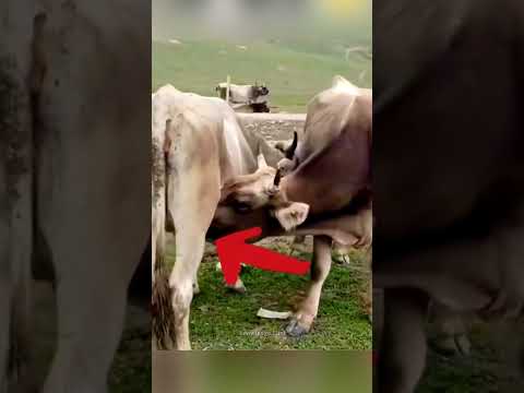 Why Iron Spikes Are Put on Cows
