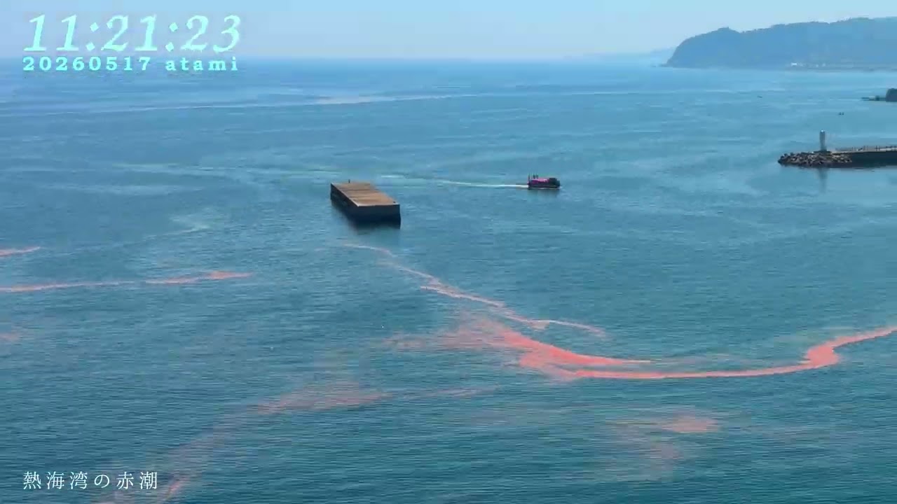 RED TIDE ATAMI 2026年5月17日（熱海の赤潮