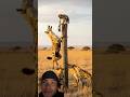 #aishorts #ai #animation #animals #trending #shorts #vairalvideo #cartoon #viral #monkey