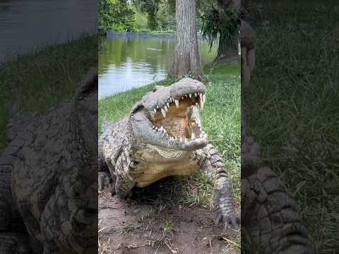 Lulu the Nile Crocodile‼️ #gatorland #nilecrocodile #crocodile