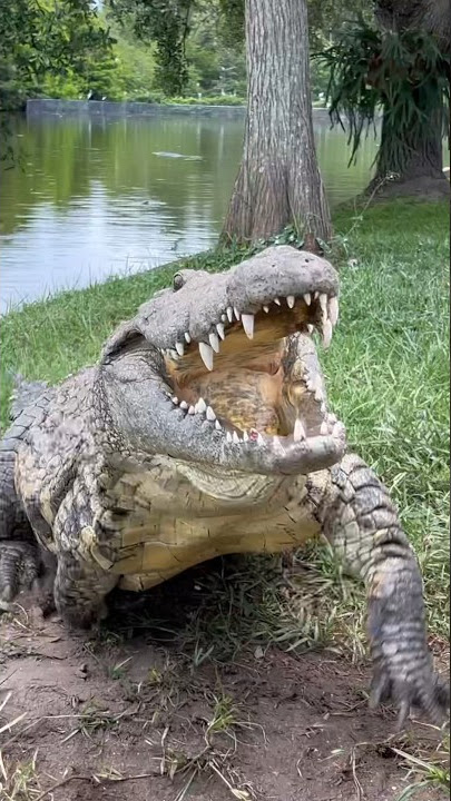 Lulu the Nile Crocodile‼️ #gatorland #nilecrocodile #crocodile
