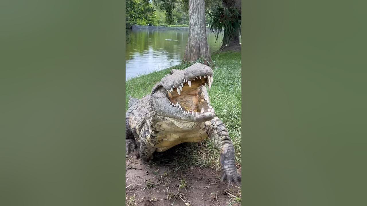 Lulu the Nile Crocodile‼️ #gatorland #nilecrocodile #crocodile Lulu the Nile Crocodile‼️ #gatorland #nilecrocodile #crocodile