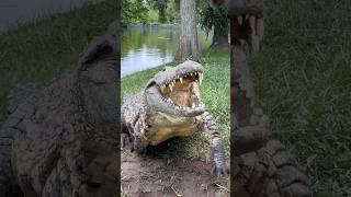 Lulu the Nile Crocodile‼️ #gatorland #nilecrocodile #crocodile screenshot 5