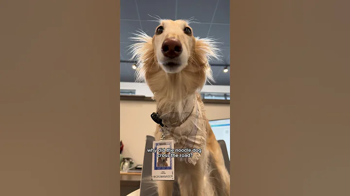 keeping up with the noodles, part 1 #silkenwindhound #dogtok #sighthound #dog #interiordesign