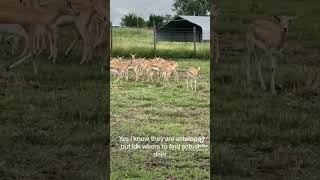 Day at the zoo P1 #vtuber #talon #talontales #darlingdownszoo #zoo #antelope