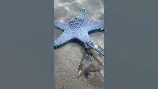 I catching seafood on the seafloor-P1001.#fishing #ocean #deepsea #nature #beach
