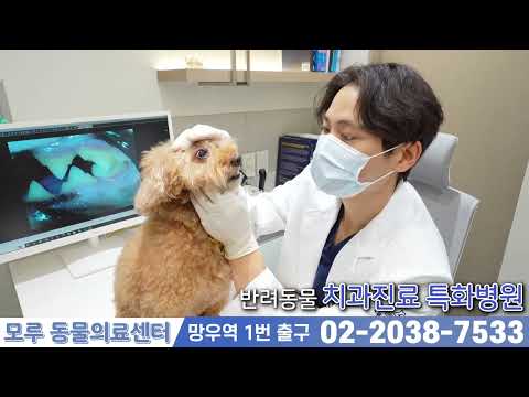 모루동물의료센터
