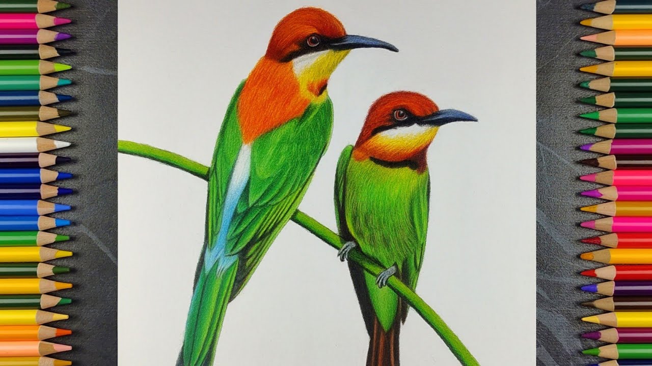 Realistic Bee-eater Bird Drawing | Colour Pencil Timelapse Art 
