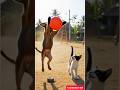 Mission! ⚽🐶”#TamilShorts#VillageLife#PuppyKitten#BallChase