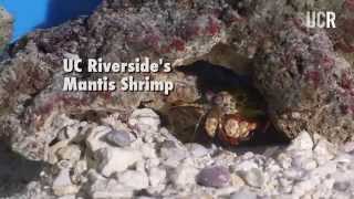 Mantis Shrimp Key to Stronger Airplanes