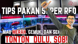 Mas Yana NYUAPIN Ikan!!! || TIPS PAKAN SUPER RED! || PUSAT ARWANA TANGERANG