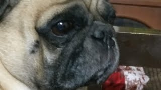 Pogo The Pug - My Doggy With Alovera