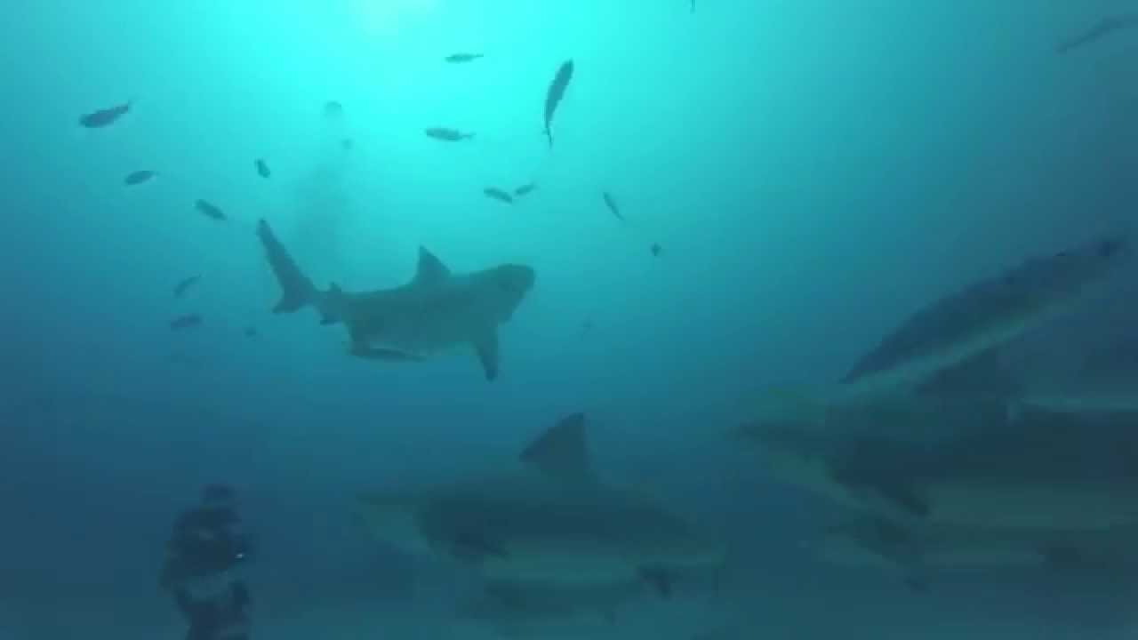 Tiburon Toro Vs Tiburon Blanco Diferencias