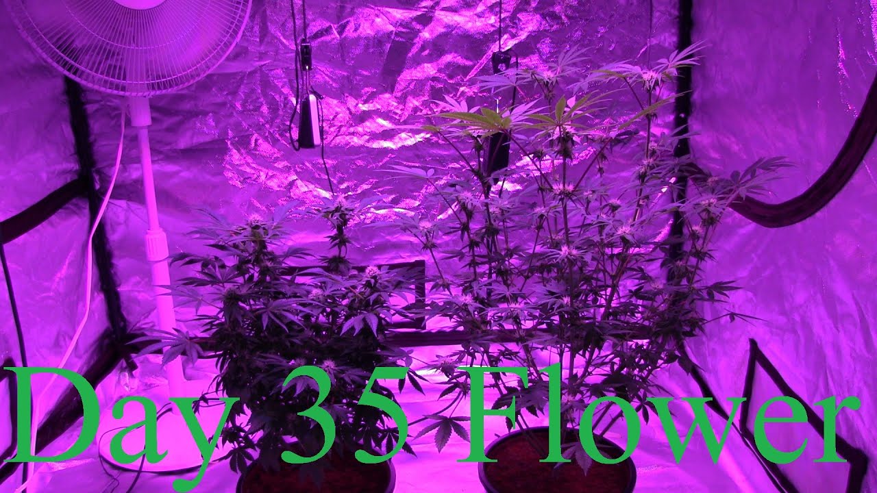 AK47 Pinewalker Hooah Day 35 Flower