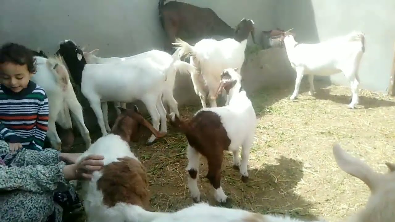 شغلك ومشروعك من بيتك استغله صح👌💪ح