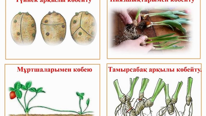 Табиғи сиськи веб-камера