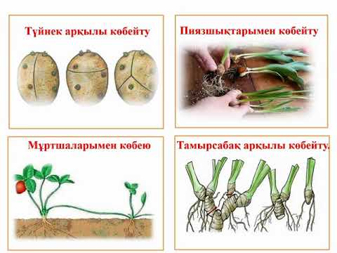 Бейне: Мұндай әртүрлі өсімдіктер