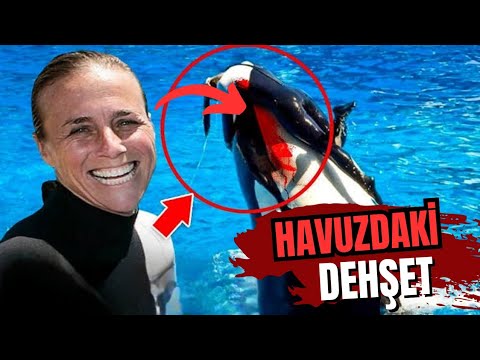 Orka Saldırısı Sonucu Hayatını Kaybeden Park Görevlisi Dawn Brancheau'nun Hikayesi