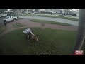 Captures dog attack in st petersburg child tries to break it up