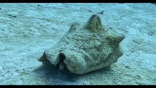 Cayman Brac - Sgt Major Reef - Conch
