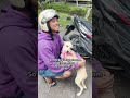 Dog Lovers Only #motivation #dogsworld #dogsafety .#dogslife