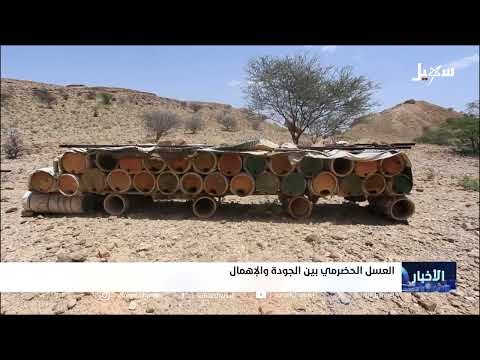 العسل الحضرمي بين الجودة والإهمال