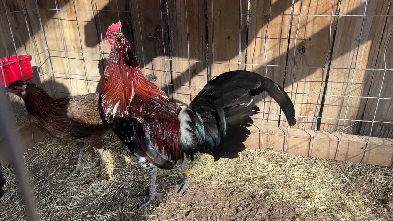 Que paso con los spangled hatch?😔